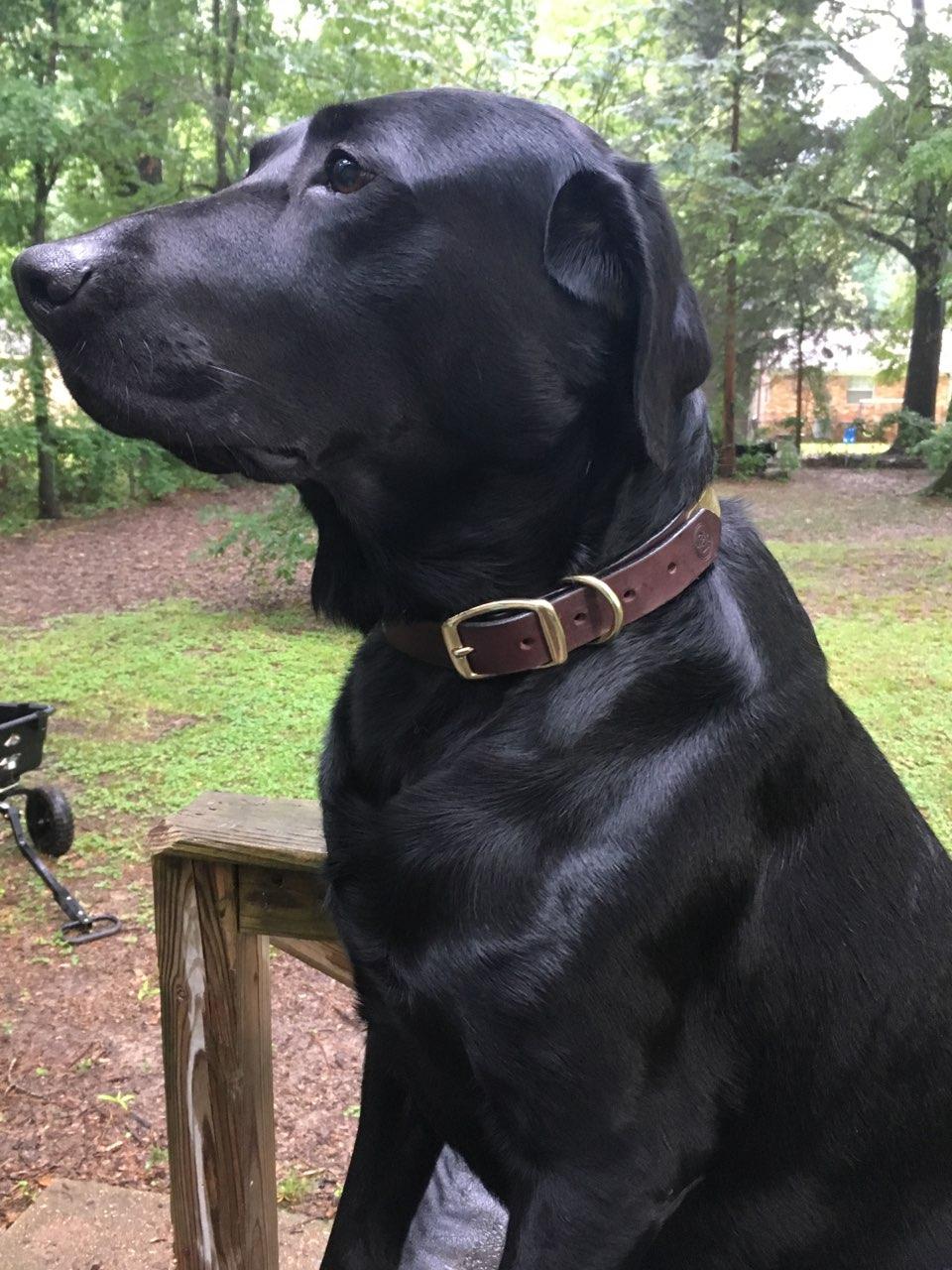 Leather Collar