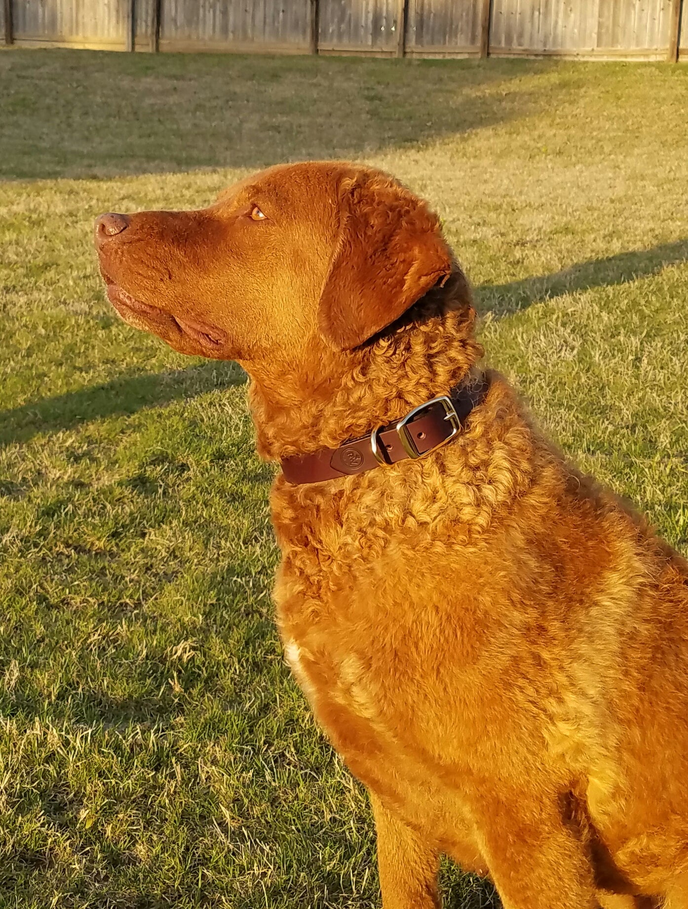 Leather Collar
