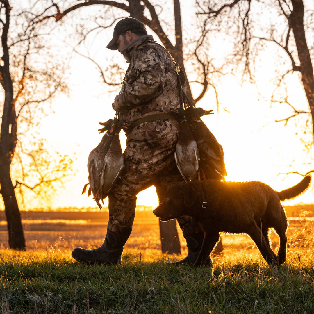 Hunter walking through timber at sunset with a full limit of ducks on the Leather Duck Strap and retriever at his side