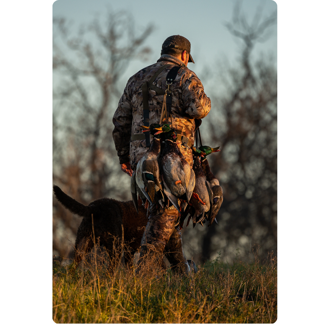 Hunter and retriever walking away at sunset with a full limit split across both clips